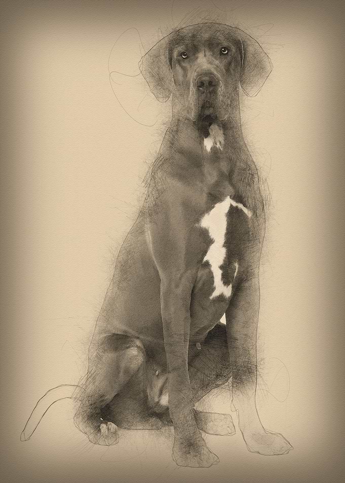 Great Dane 2 years old sit