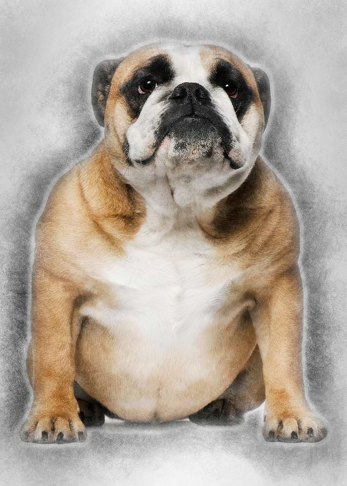 English Bulldog 3 years ol