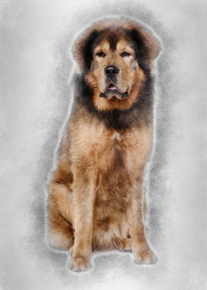 Tibetan mastiff 3 years ol