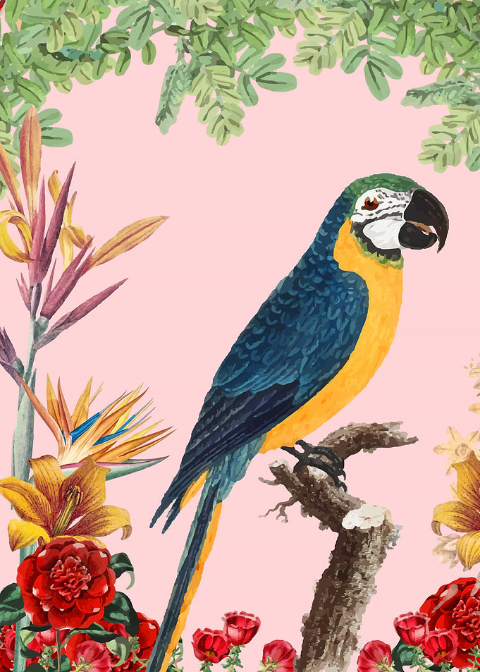 bird 6