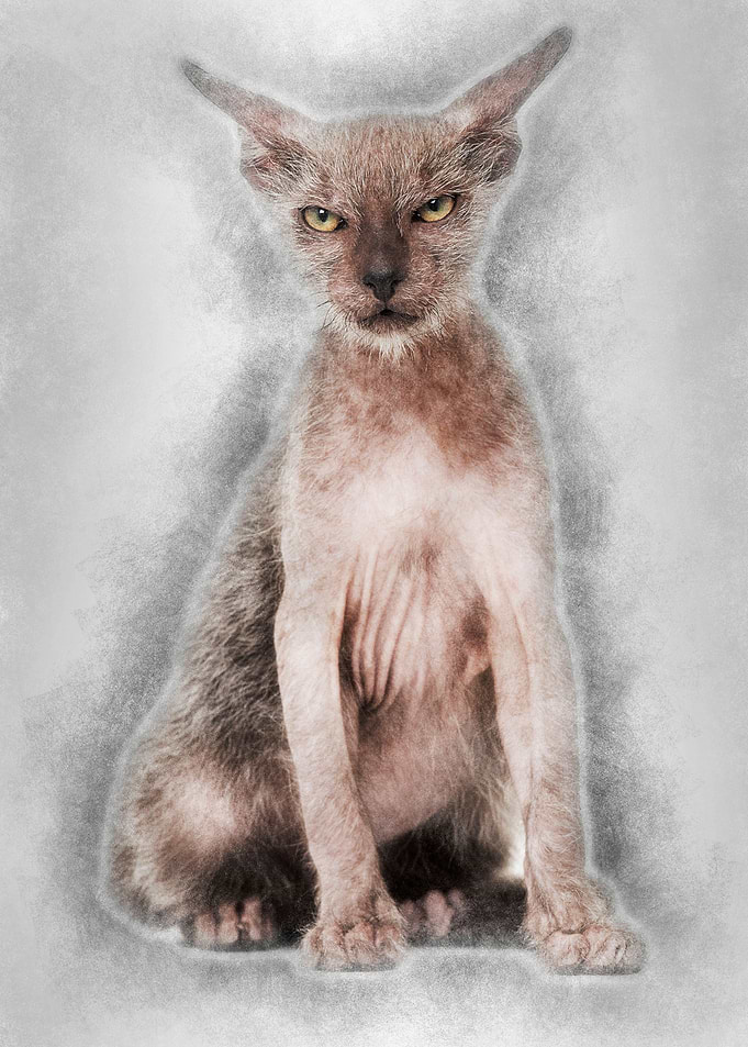 Kitten Lykoi cat 3 months