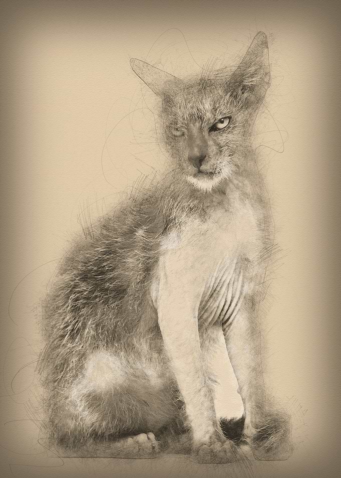 Kitten Lykoi cat 3 months