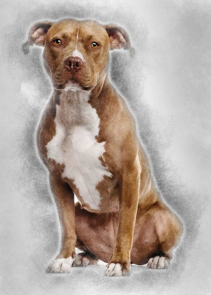 American Staffordshire Ter