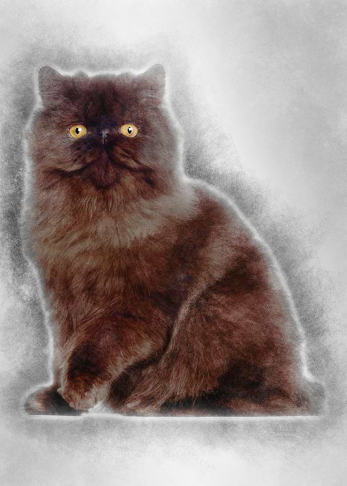 Portrait of Persian cat 7