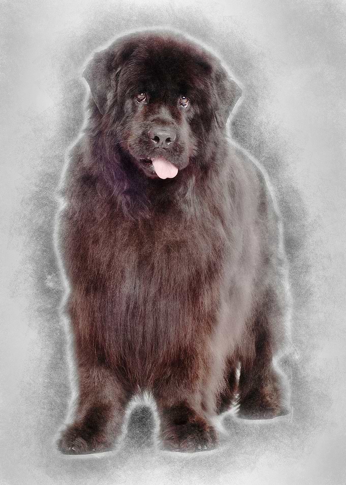 Newfoundland 4 years old s
