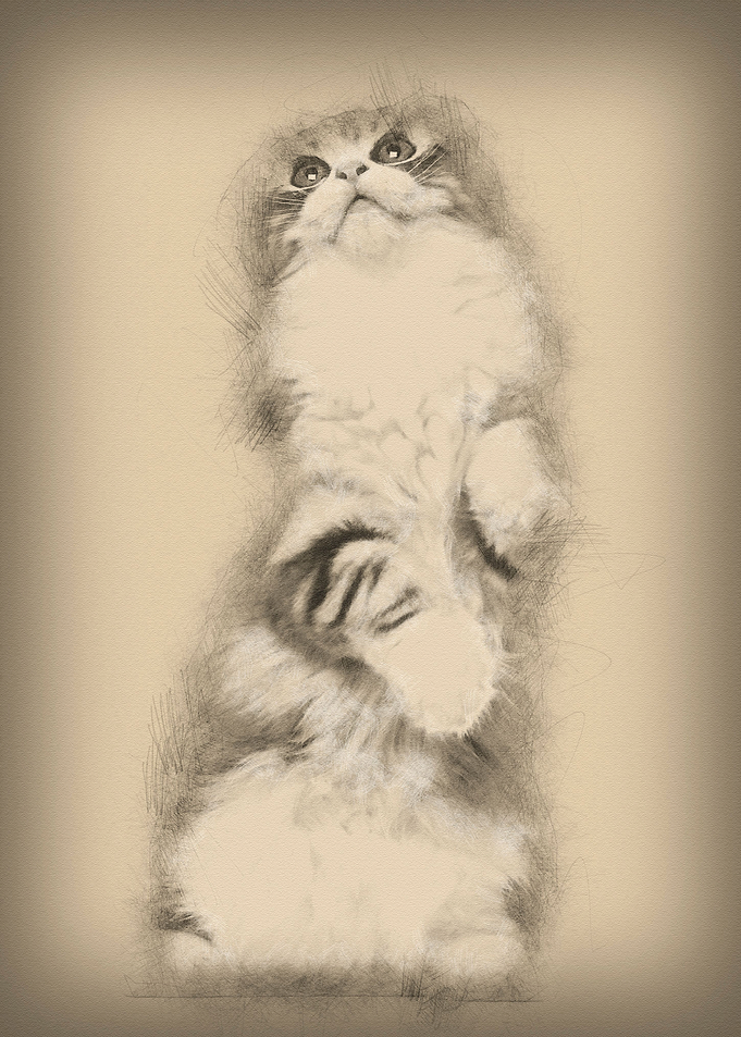 American Curl kitten 3 mon