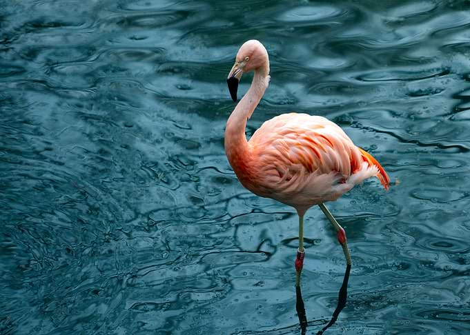 Flamingo