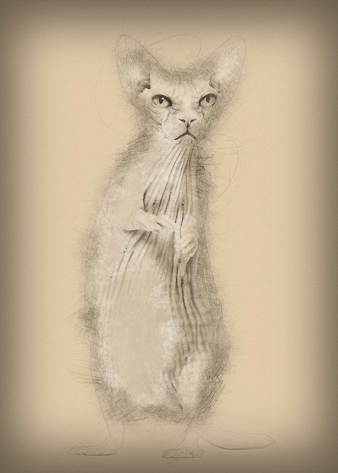 Angry hairless Sphinx cat