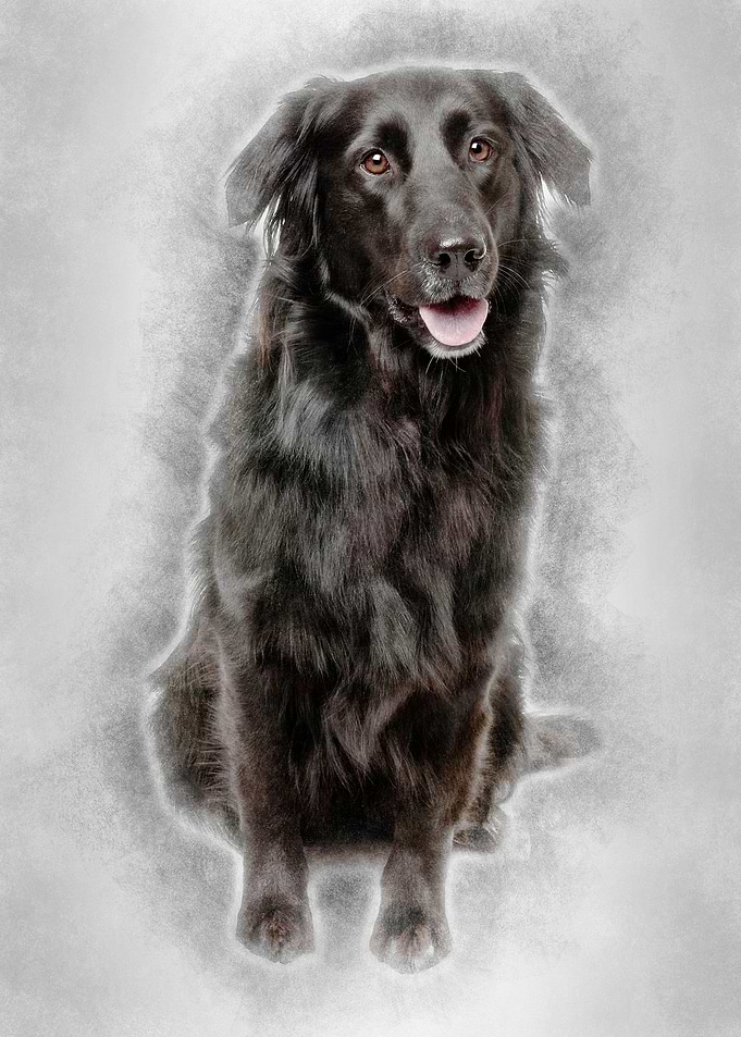 Crossbreed between a Labra