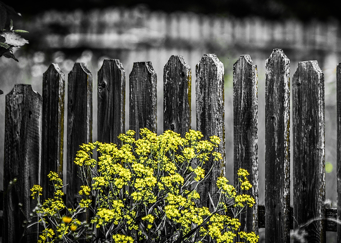 Wooden fence