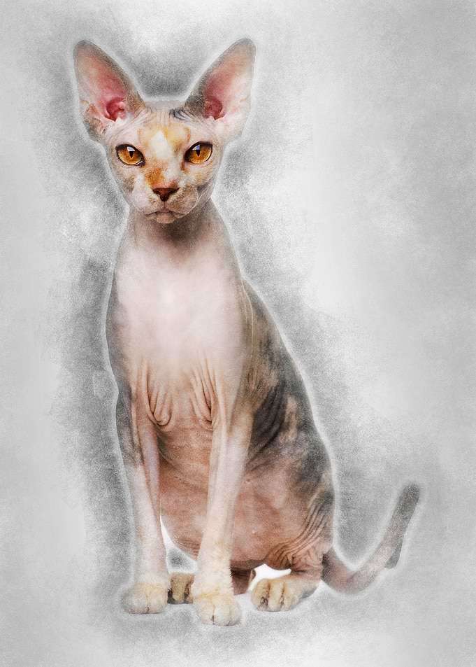 Sphynx cat 1 year old sitt