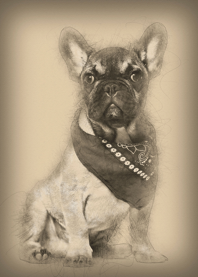 French Bulldog 6 months ol
