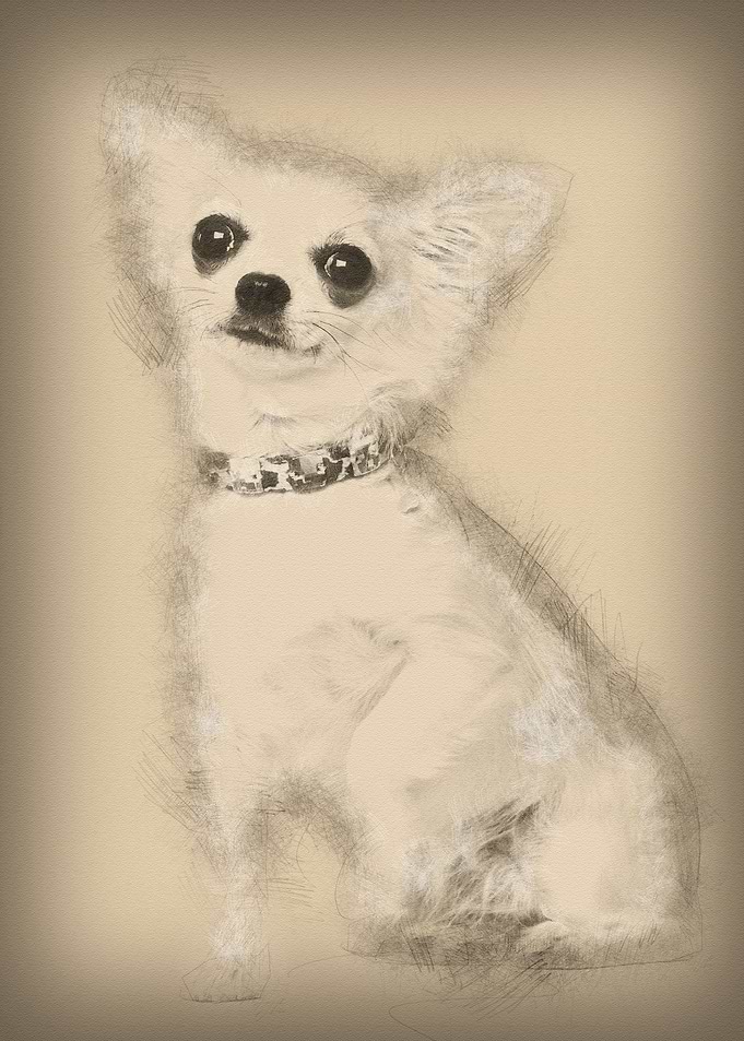 Chihuahua 3 years old sitt