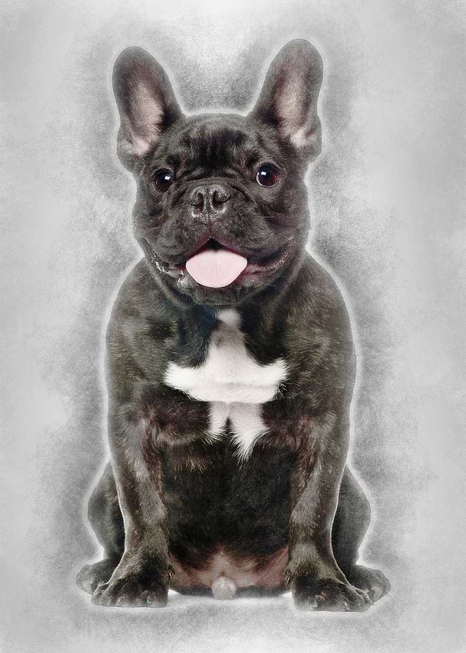 French Bulldog sitting aga