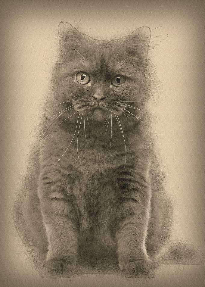 British Shorthair 20 month