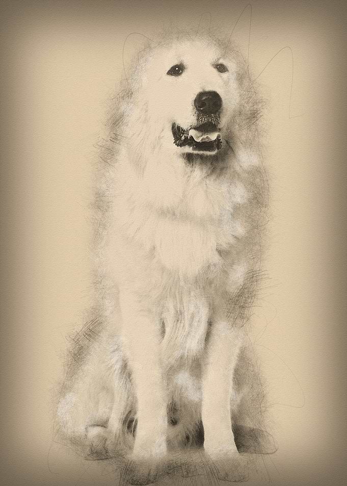Great Pyrenees or Pyrenean