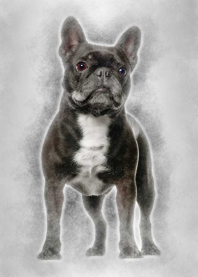 French Bulldog standing ag