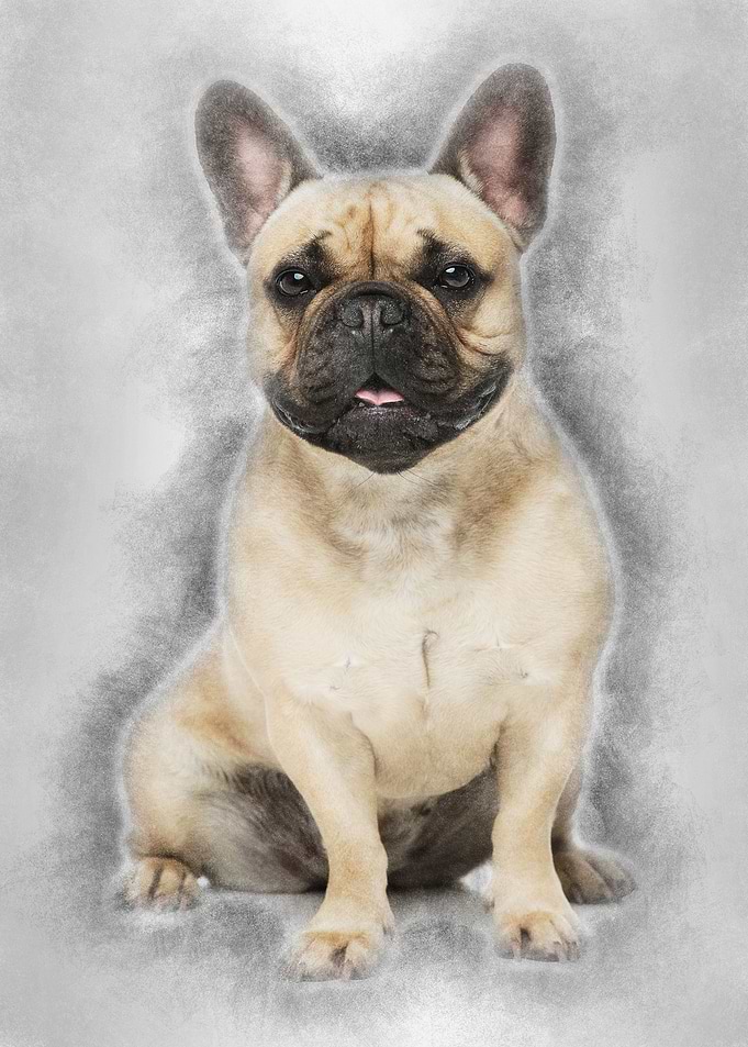 Beautiful french bulldog d