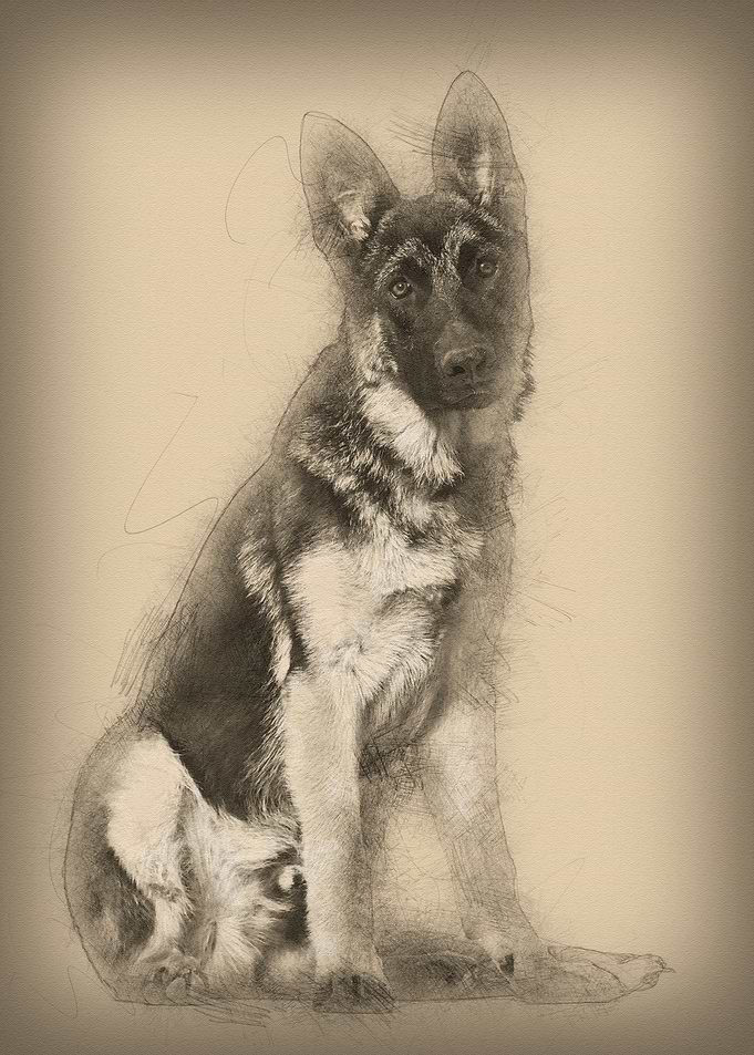 German Shepherd dog lookin