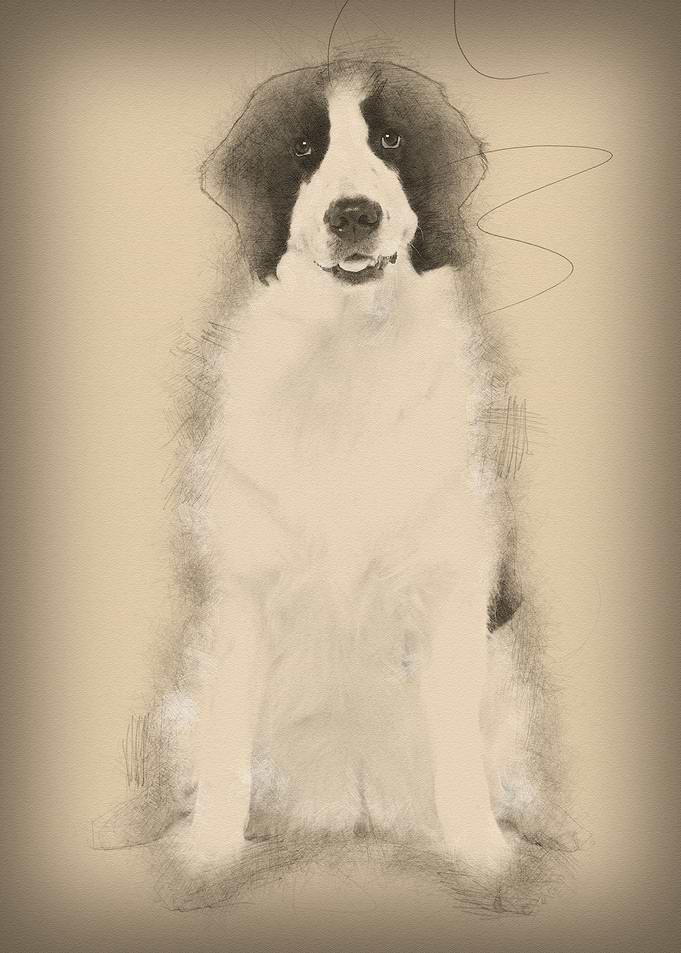 Black and white Landseer d