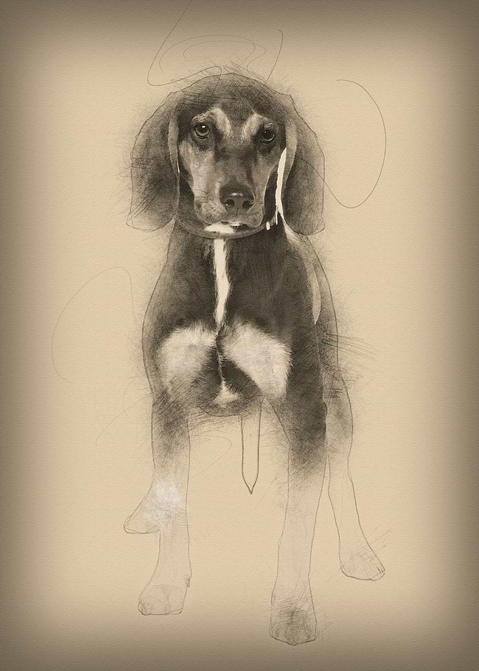 Cross breed with a Beagle