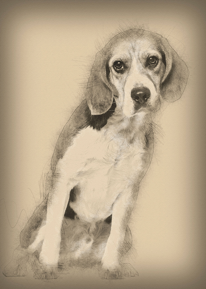 Beagle dog 2 years old si