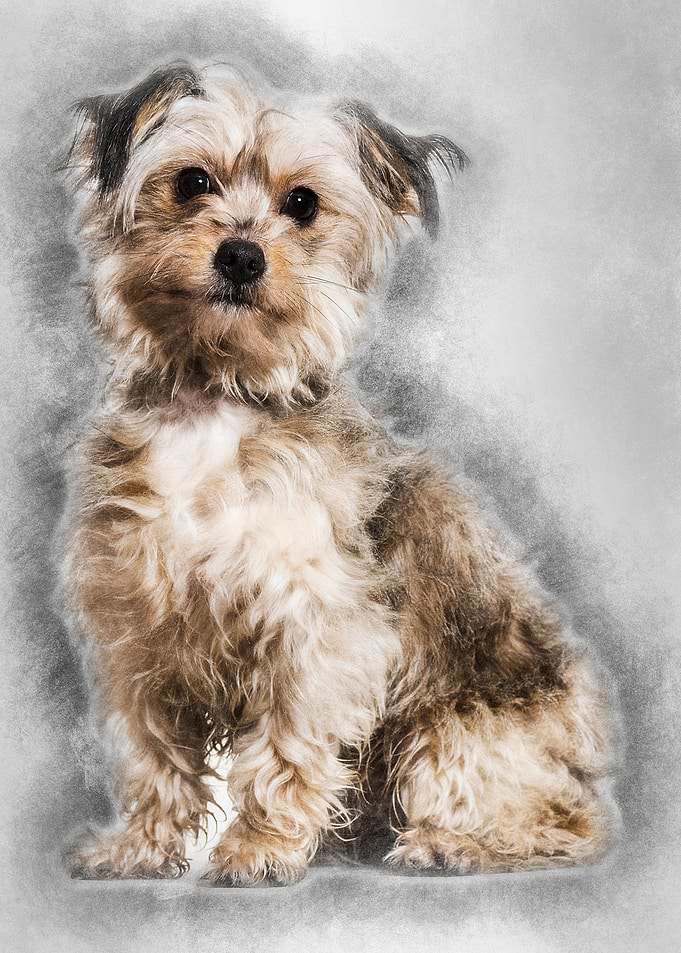 Mixedbreed dog sitting aga