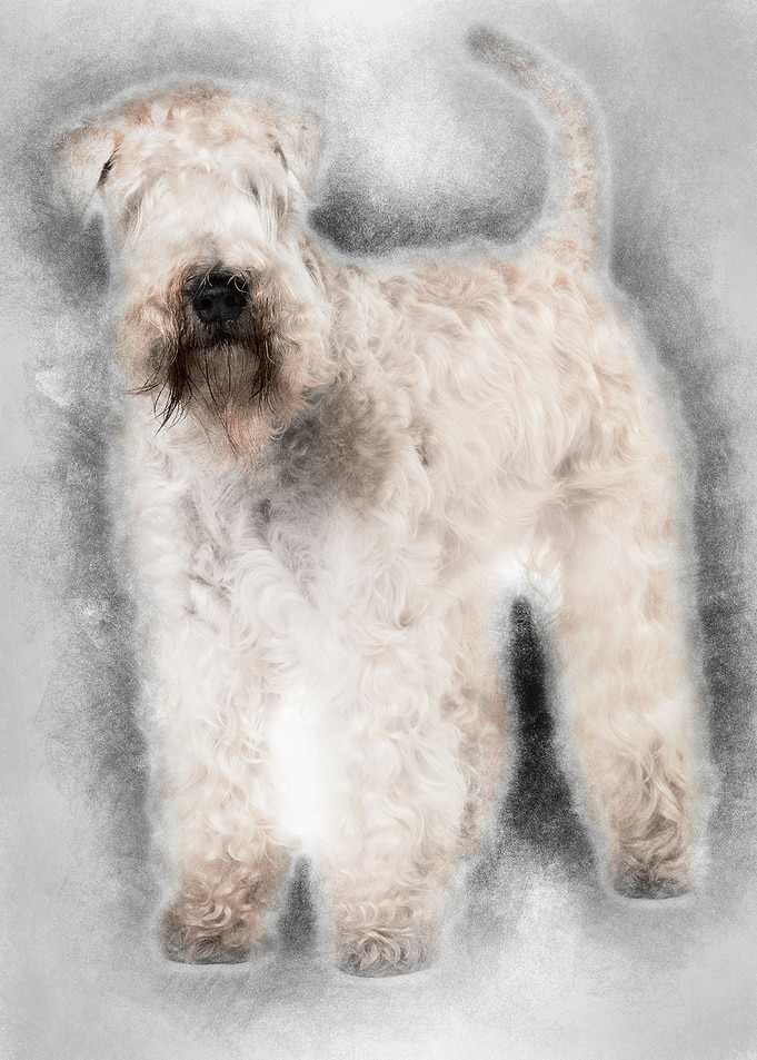SoftCoated Wheaten Terrier