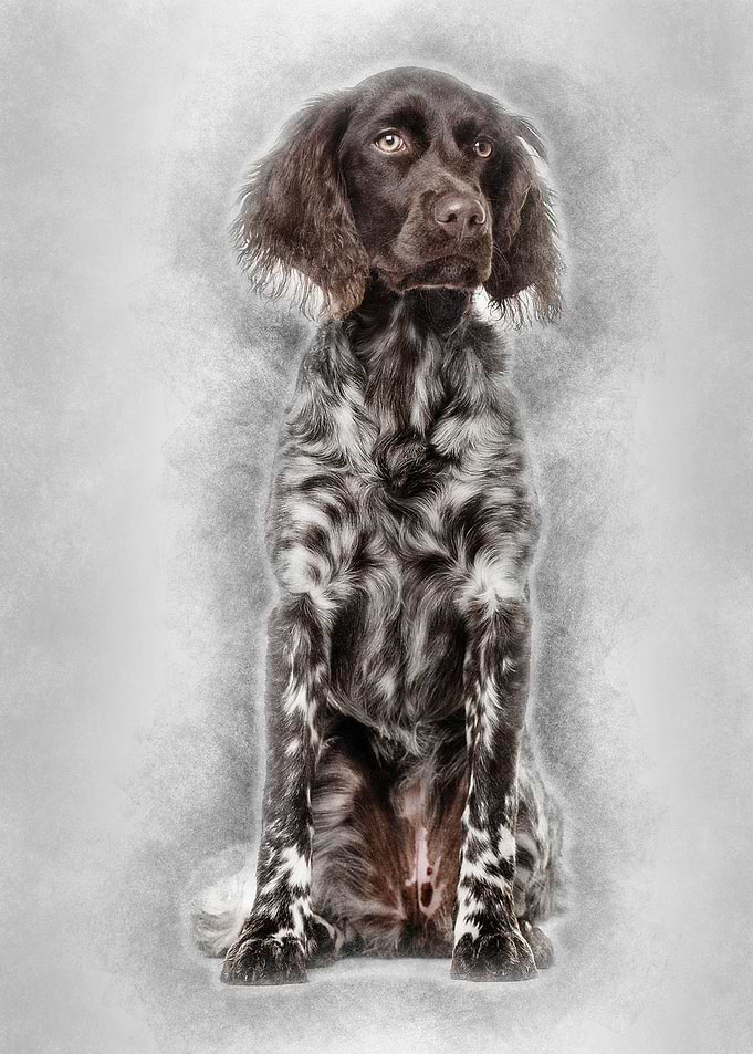 Munsterlander dog 9 month