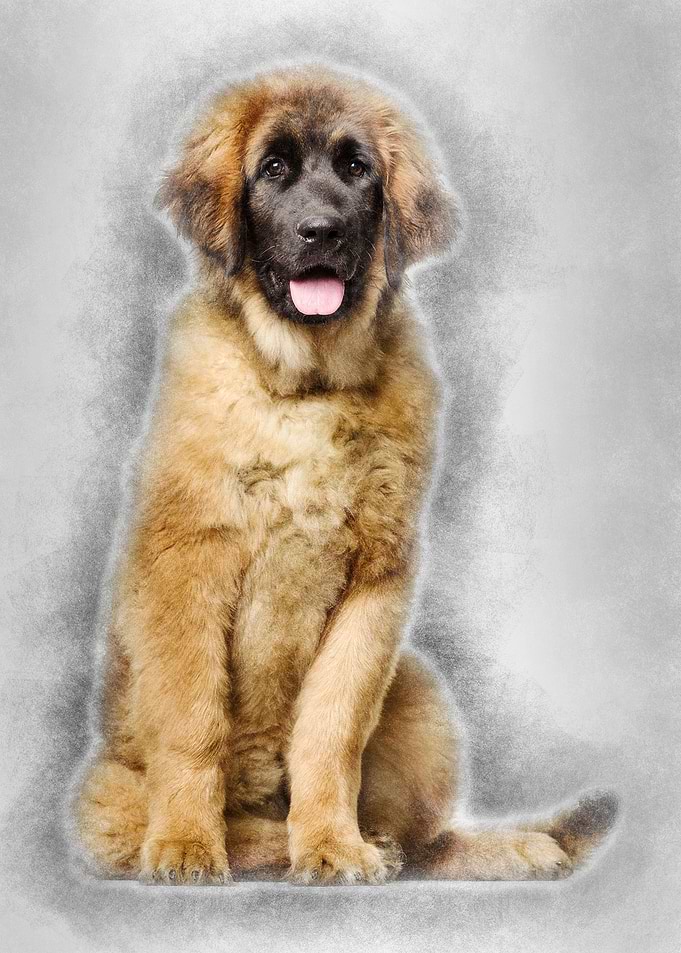 Leonberger puppy 4 months