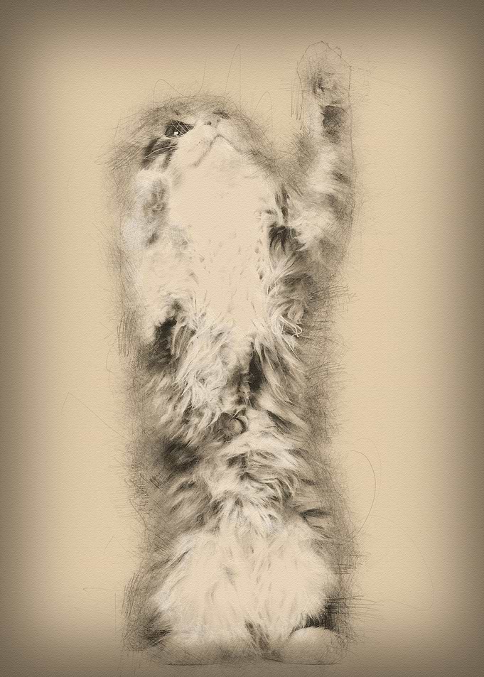 American Curl kitten 3 mon