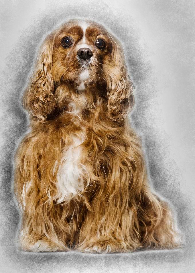 Cavalier King Charles Span