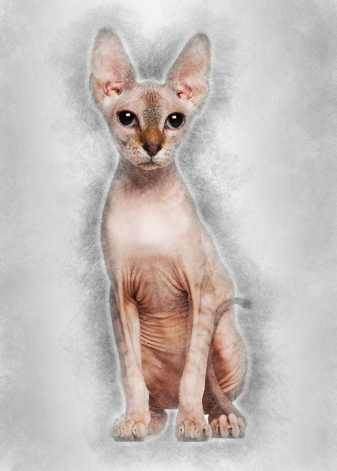 Portrait of Sphynx cat 6 m