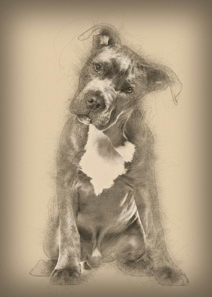 American Staffordshire Ter