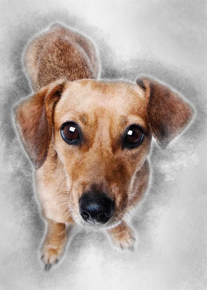 Dashund in front of a whit