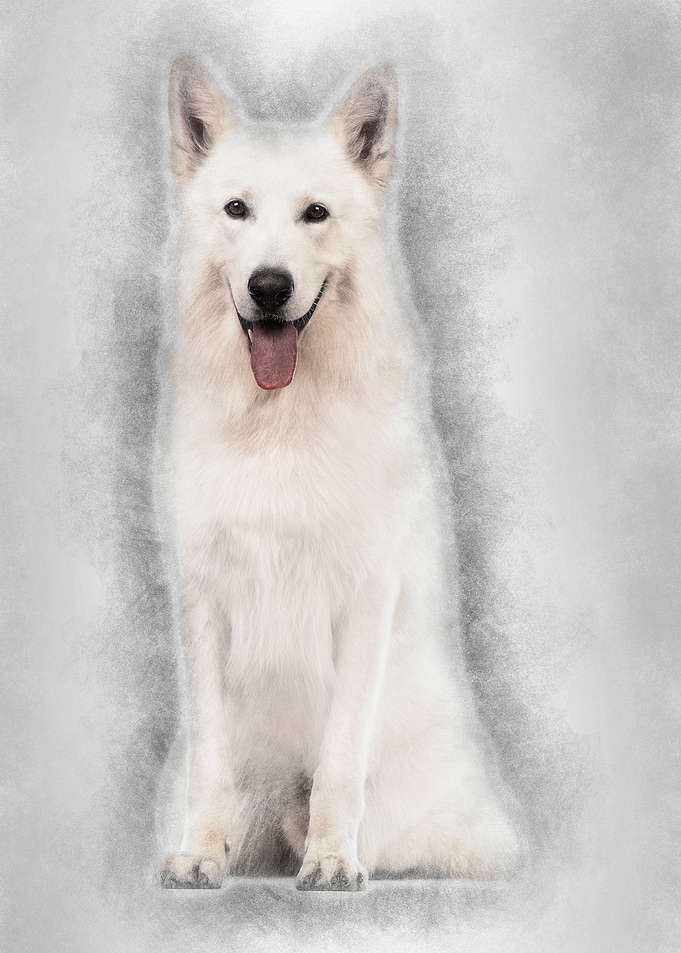 Swiss Shepherd dog 5 years