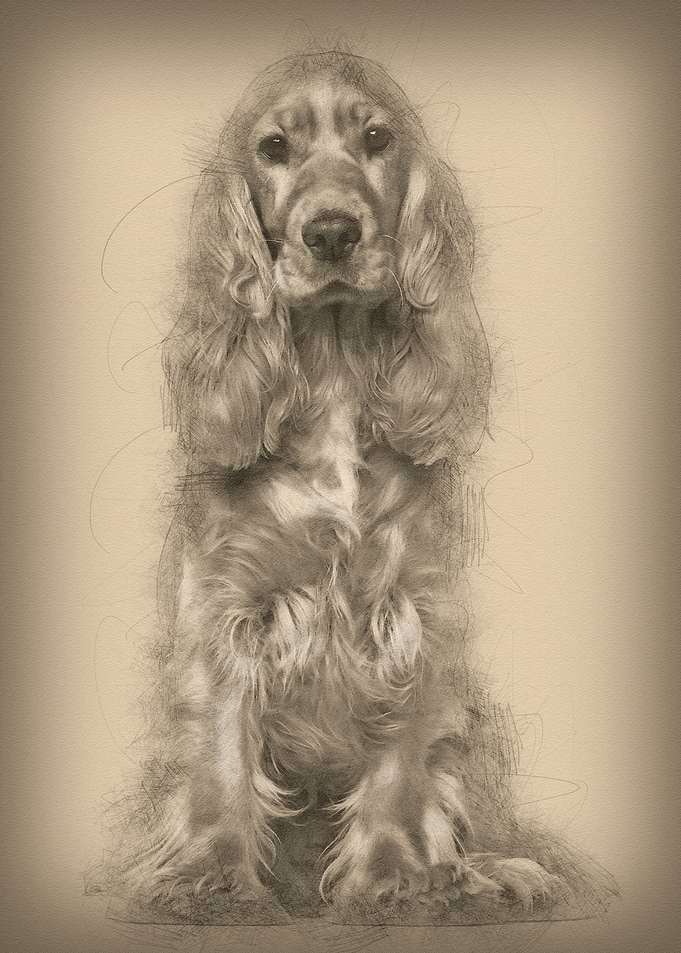 English cocker spaniel 9 m