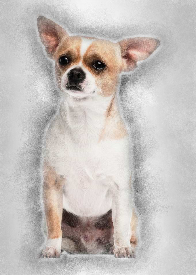 Chihuahua 2 years old sitt
