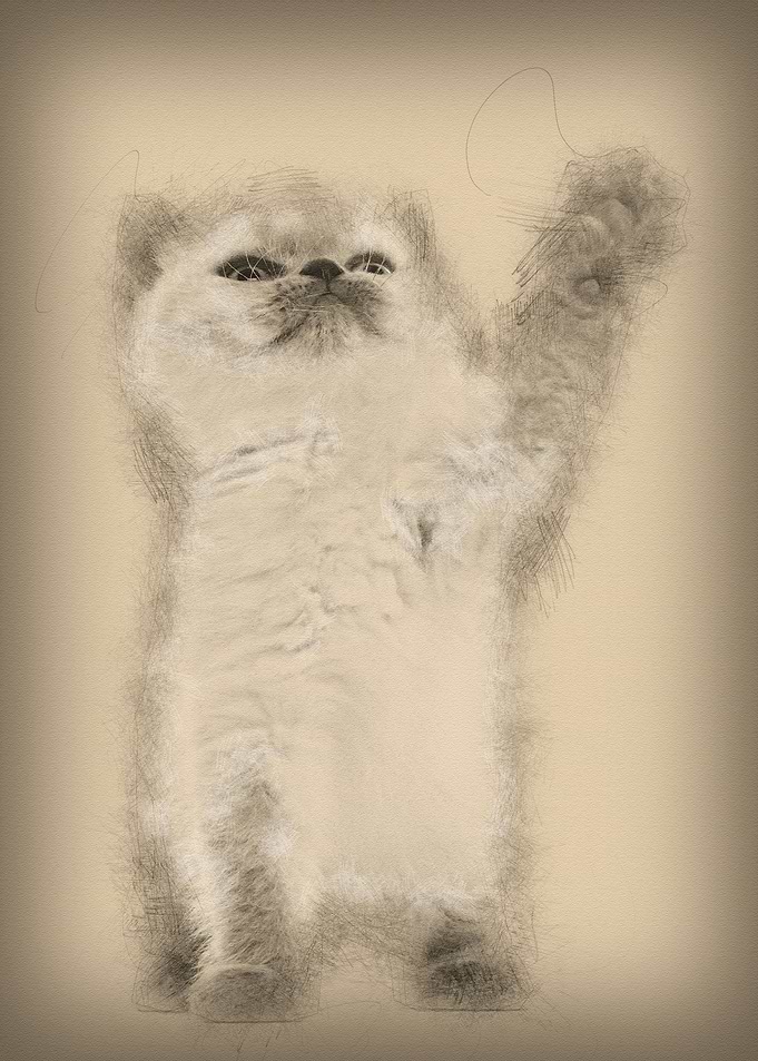 British Shorthair Kitten l