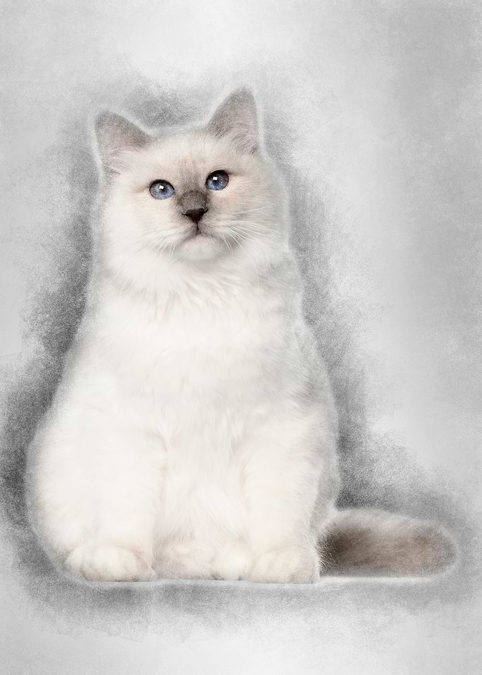 Portrait of Birman cat 6 m