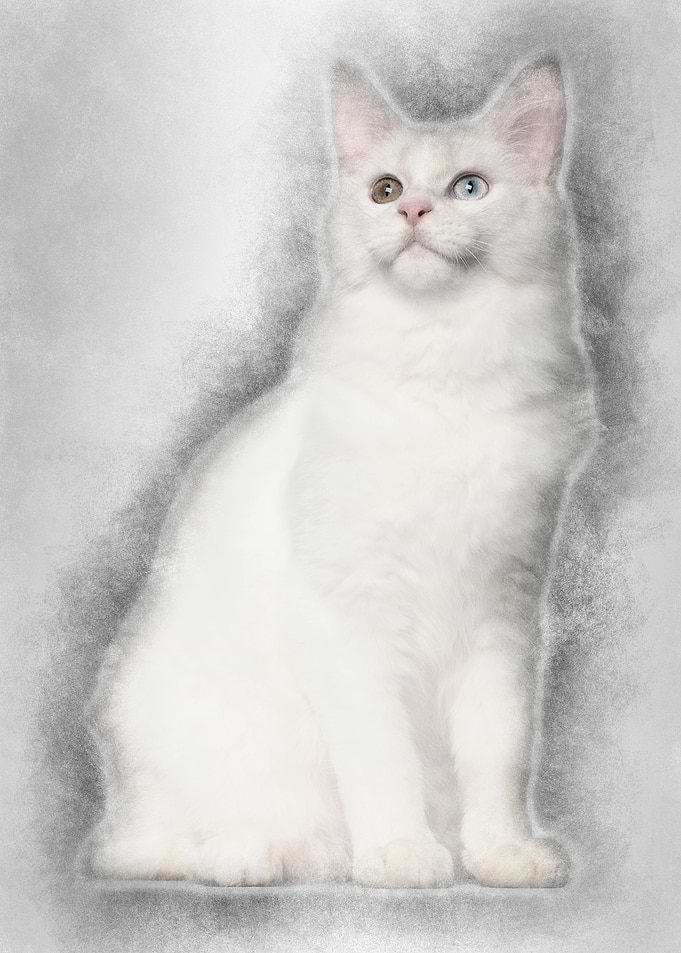 Maine Coon cat 5 months ol