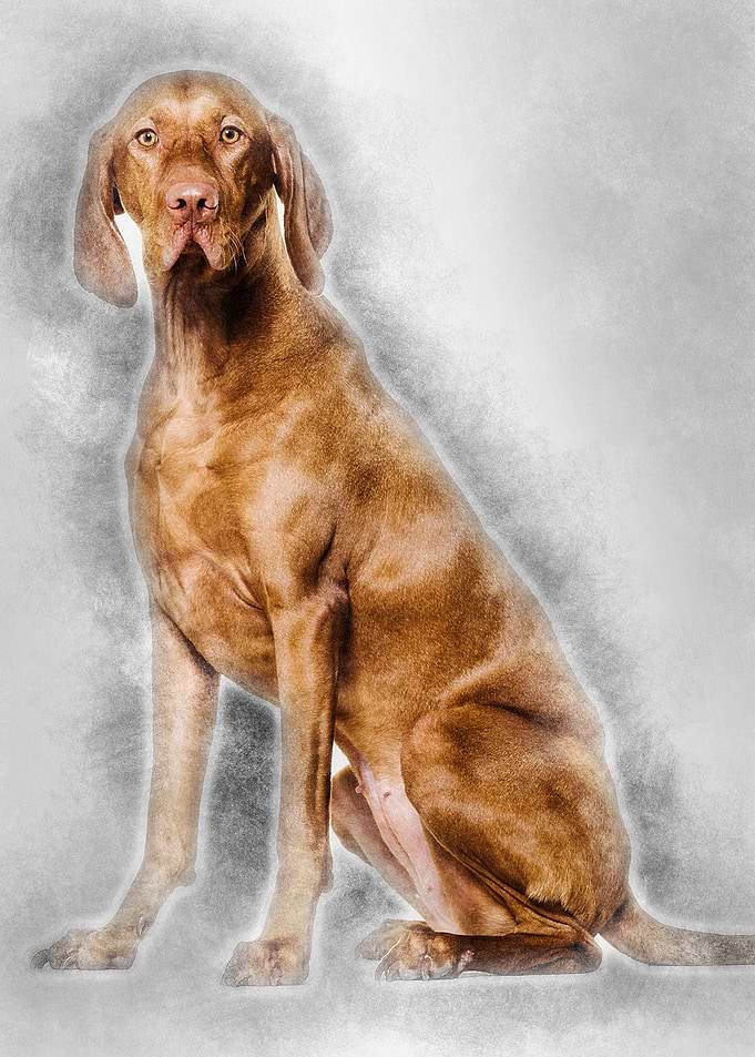 Vizsla dog 15 years old si