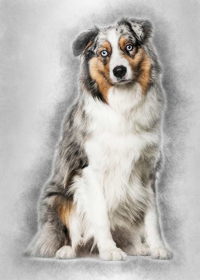 Australian Shepherd dog si