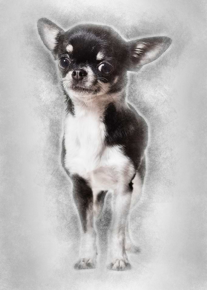 Chihuahua dog 3 years old