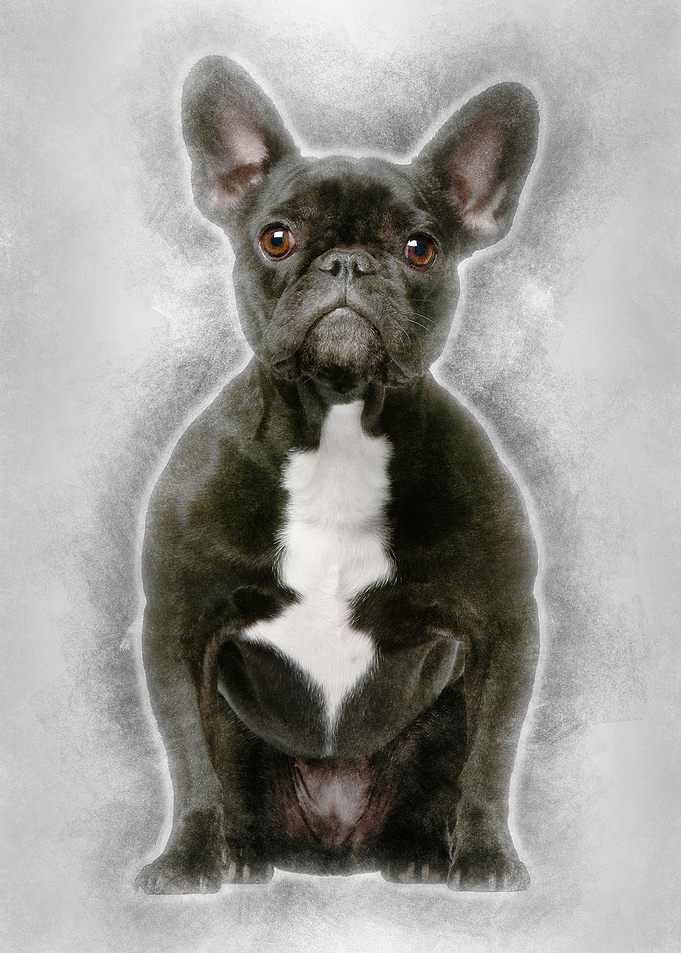 French bulldog 3 years old