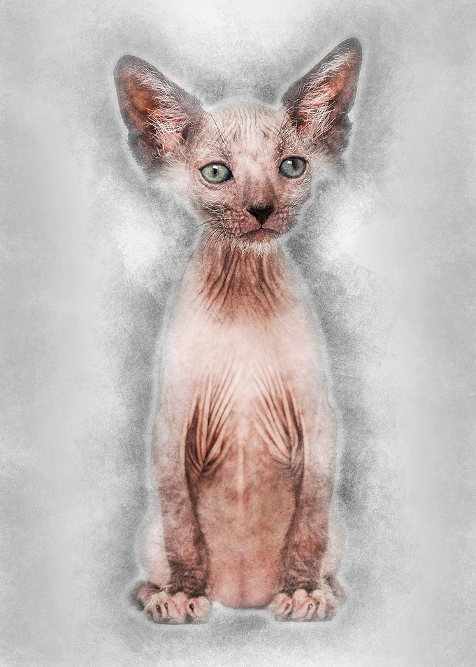 Kitten Lykoi cat 7 weeks o