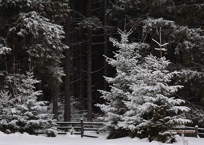 Snowy day