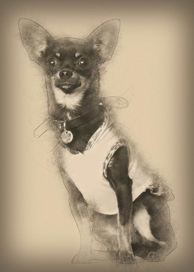 Chihuahua 8 months old sit