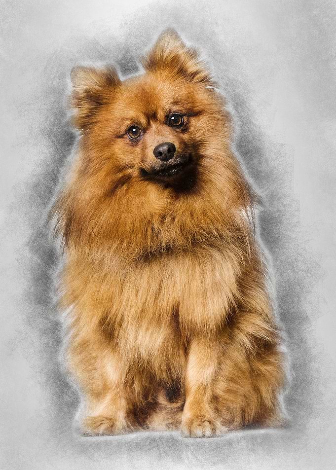 Keeshond dog looking at ca