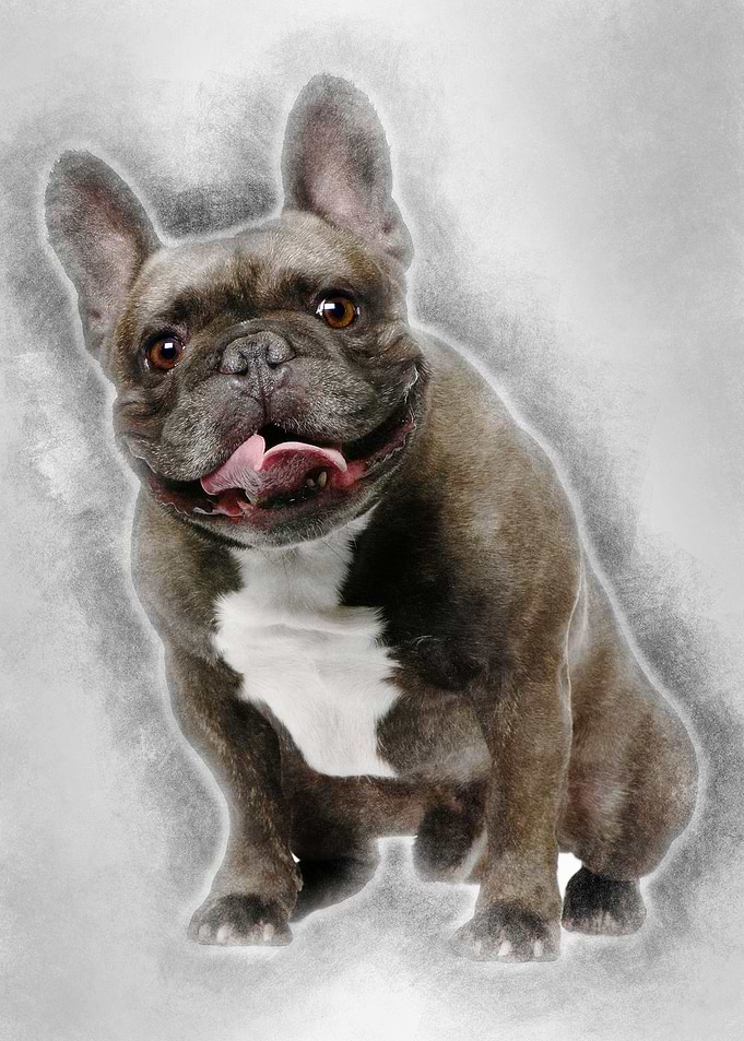 French Bulldog 4 years old